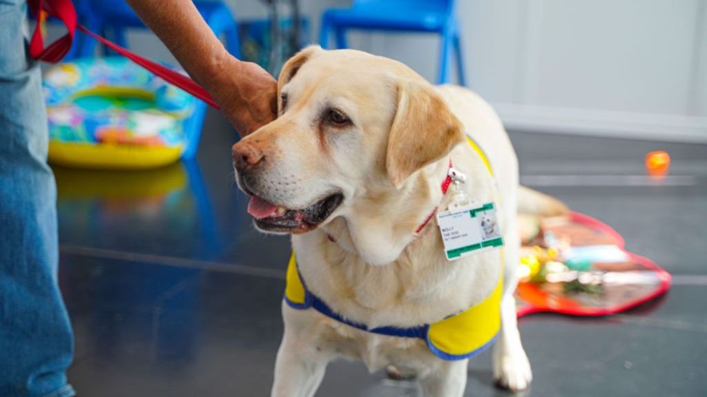 Therapy Dog's Birthday Party Gets a Disney Twist at Children's Hospital