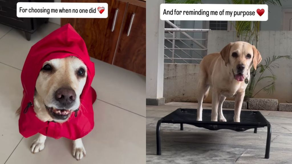 Once Rejected for Her Challenges, This Dog Grew Into a Source of Comfort for So Many