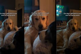 Golden Retriever Acts Weird When His Girlfriend Comes Over