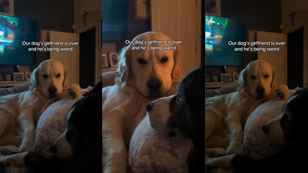 Golden Retriever Acts Weird When His Girlfriend Comes Over