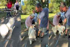 Samoyed Is So Popular He Practically Halts a Human Walking Tour