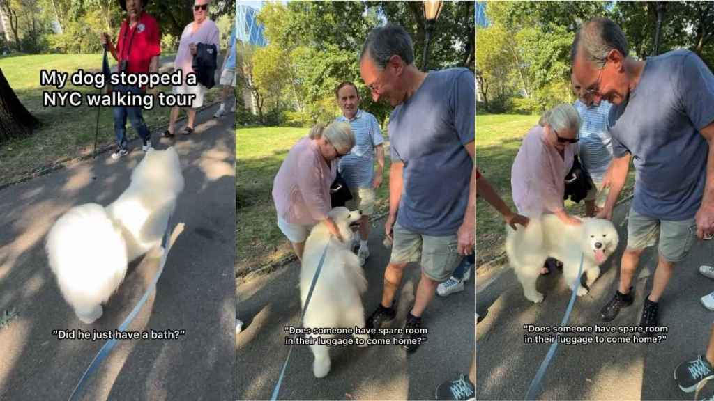 Samoyed Is So Popular He Practically Halts a Human Walking Tour