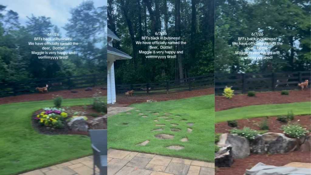 Dog Has Found True Friend in a Deer & They Have Their Own Special Game