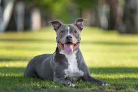 Dog Rescued From Parked Car by Officer as Temperatures Reach ‘Deadly’ Levels