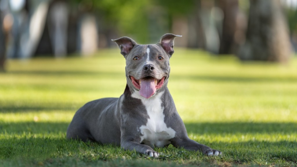 Dog Rescued From Parked Car by Officer as Temperatures Reach ‘Deadly’ Levels