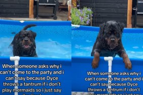 Forget Fetch, This Dog Only Wants To Play Mermaids With Owner