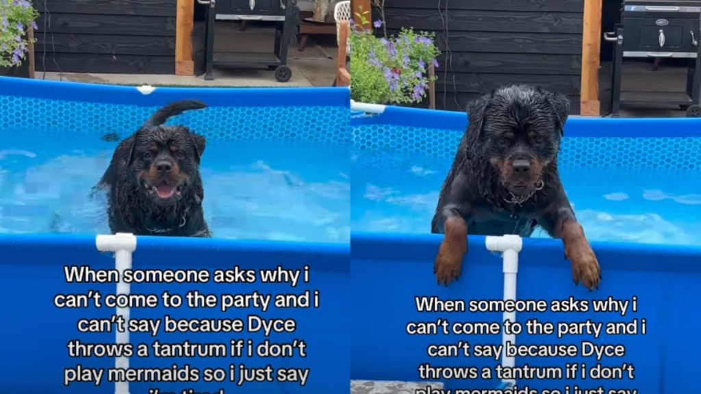 Forget Fetch, This Dog Only Wants To Play Mermaids With Owner