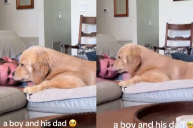 Golden Retriever Turns Into a Total Baby in Dad’s Embrace, Sharing Cuddles & Kisses