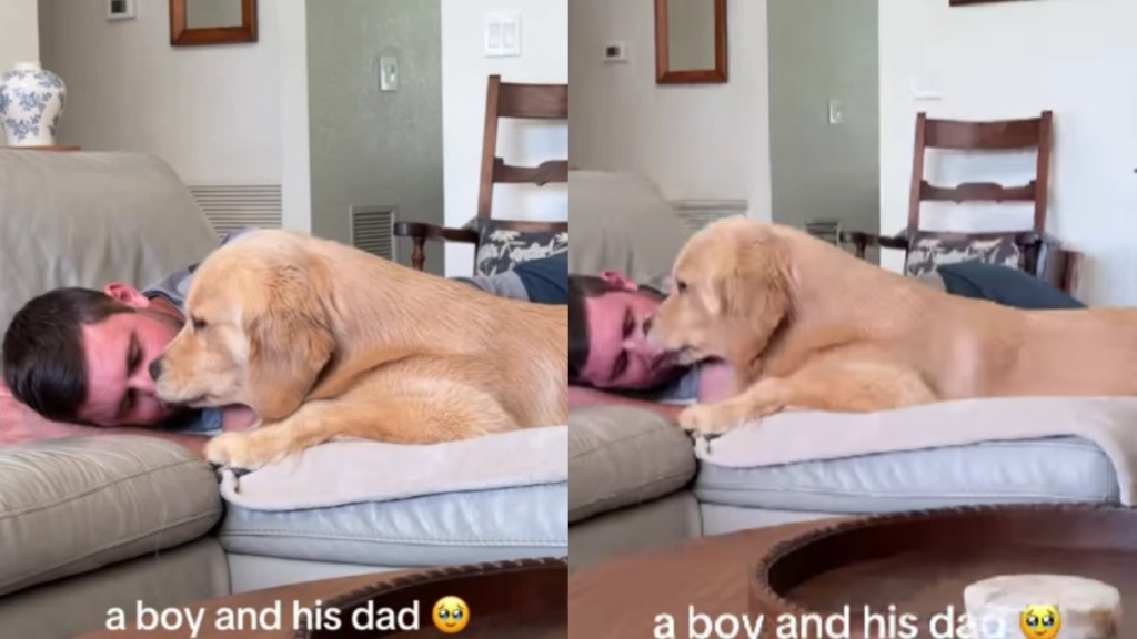 Golden Retriever Turns Into a Total Baby in Dad’s Embrace, Sharing Cuddles & Kisses