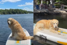 Golden Retriever Is Living His ‘3 O’Clock Dreams’ With a Paddleboard