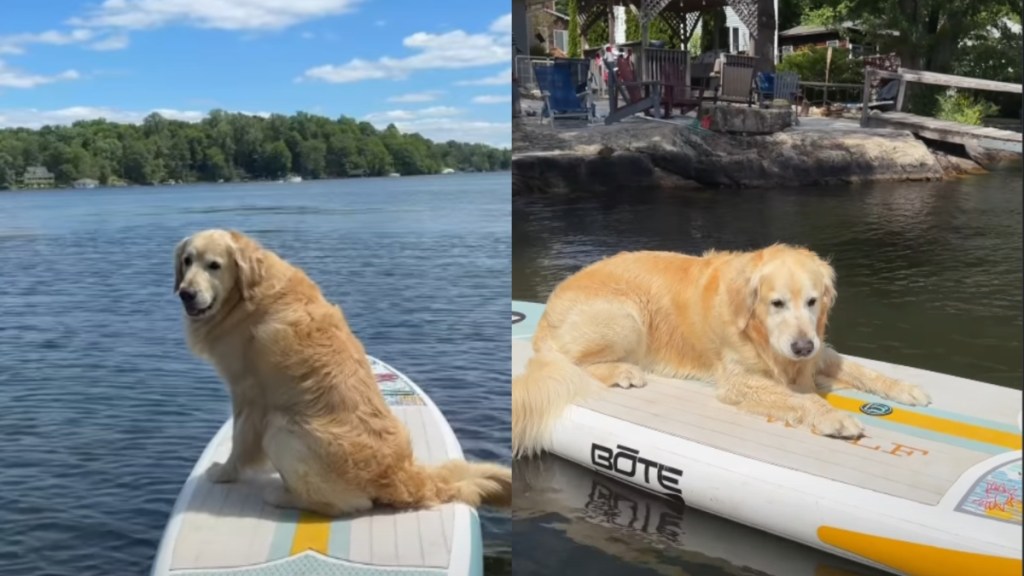 Golden Retriever Is Living His ‘3 O’Clock Dreams’ With a Paddleboard