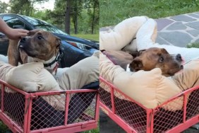 Tripod Rescue Pit Bull Tries Out a Wagon & Instantly Approves It