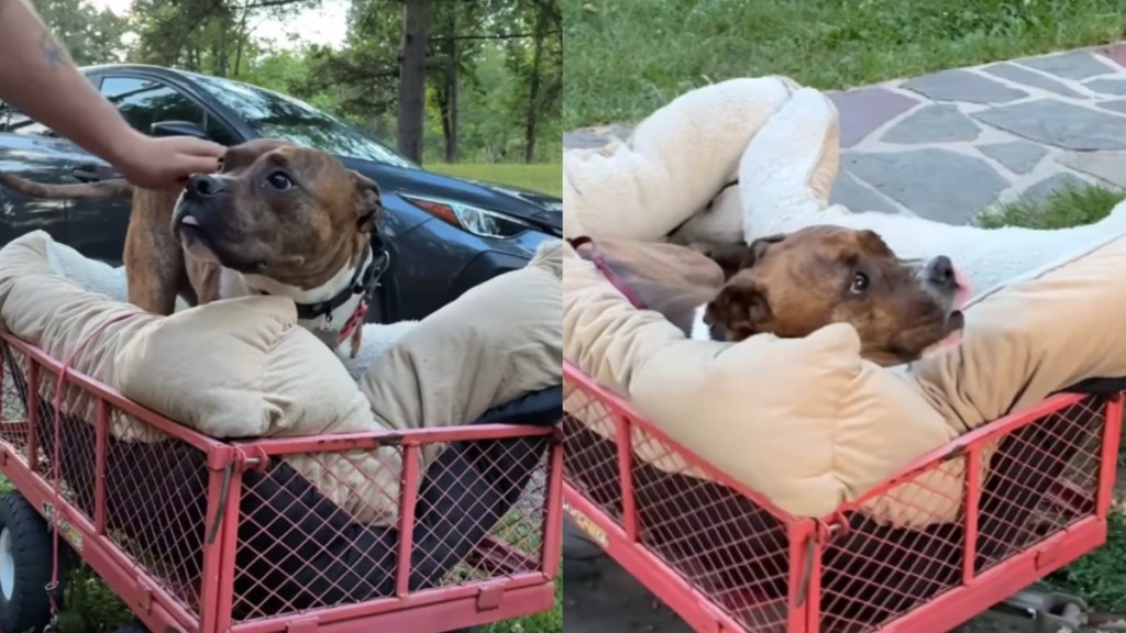 Tripod Rescue Pit Bull Tries Out a Wagon & Instantly Approves It