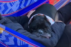 Dog Passes Away Before Couple’s Wedding, but He’s Still a Major Part of It