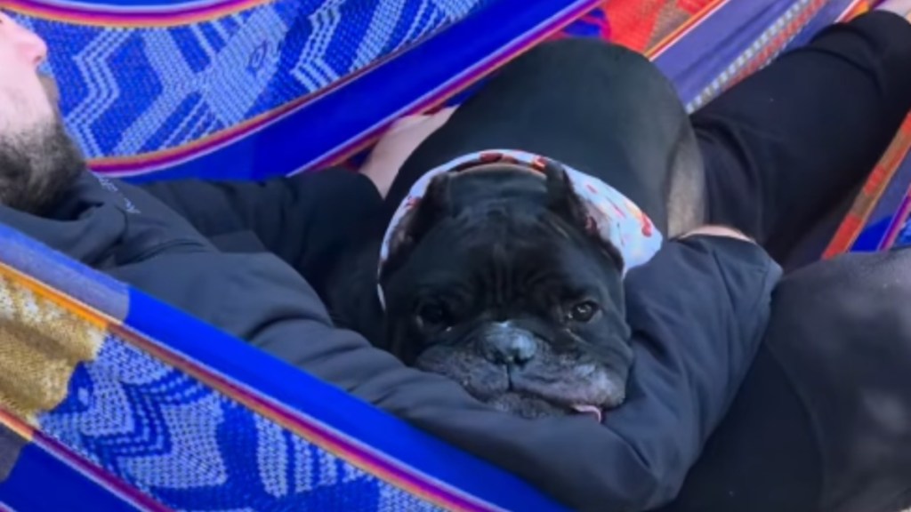 Dog Passes Away Before Couple’s Wedding, but He’s Still a Major Part of It