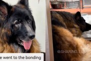 Dog Lies Heartbroken in Shelter After Being Abandoned, but Not for Long