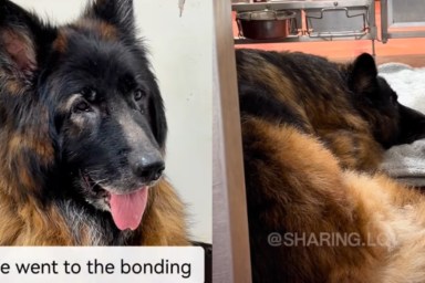 Dog Lies Heartbroken in Shelter After Being Abandoned, but Not for Long