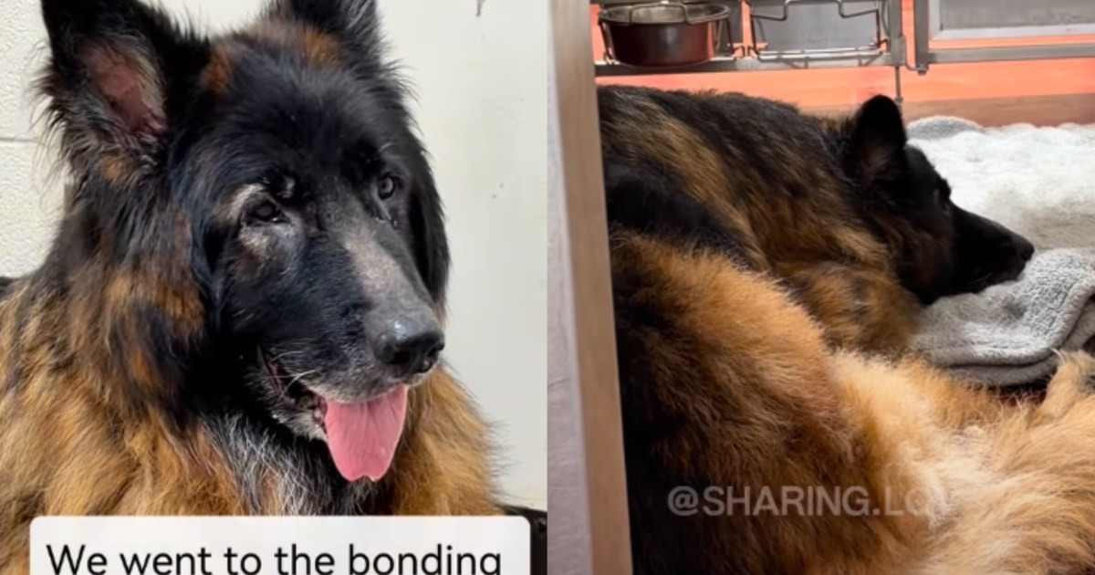 Dog Lies Heartbroken in Shelter After Being Abandoned, but Not for Long