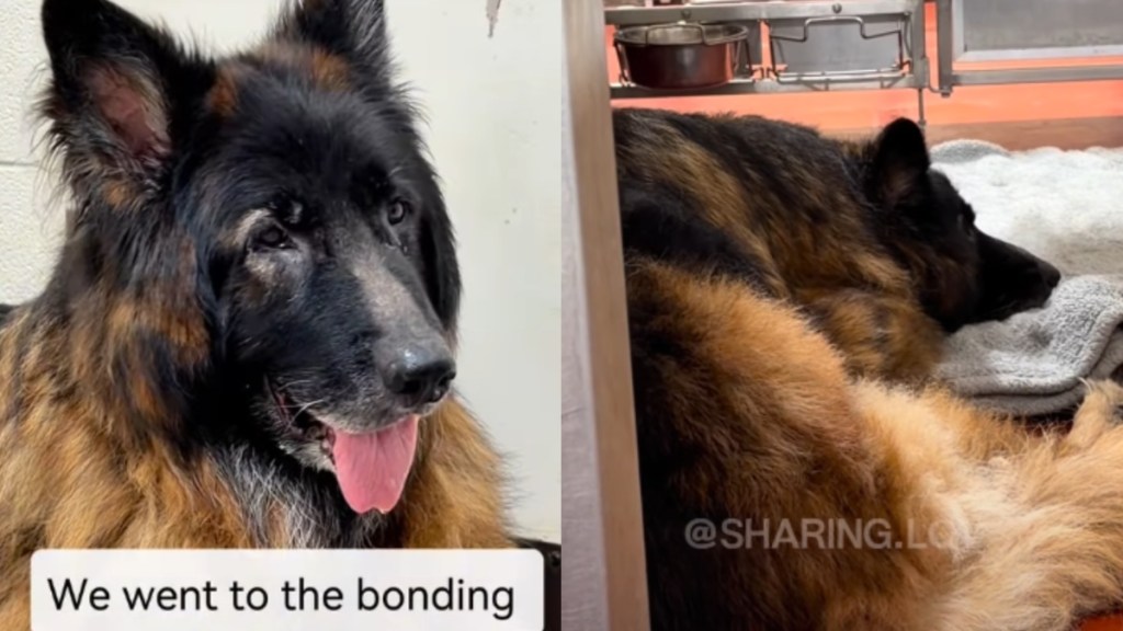 Dog Lies Heartbroken in Shelter After Being Abandoned, but Not for Long