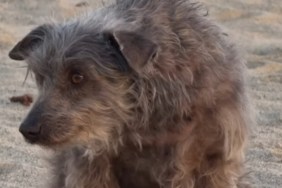 All This Rescue Dog Wanted To Do Was Hide, Until One Move Changed It All
