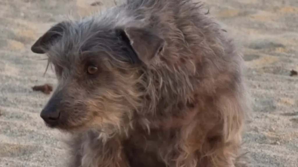 All This Rescue Dog Wanted To Do Was Hide, Until One Move Changed It All