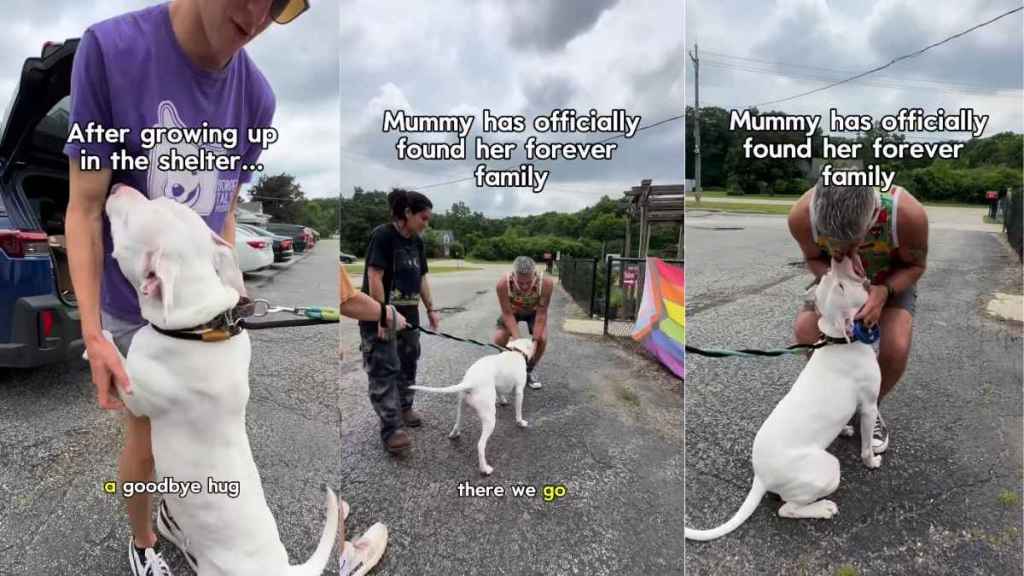 Deaf Shelter Dog Almost Gave up on Finding a Family Until It All Changed