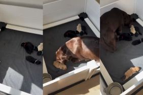 Mama Dog Hears Her Little Baby Crying, Then Immediately Comes Running to Comfort Him