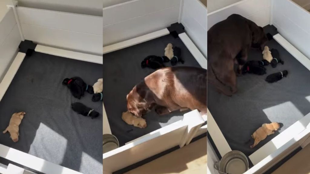 Mama Dog Hears Her Little Baby Crying, Then Immediately Comes Running to Comfort Him