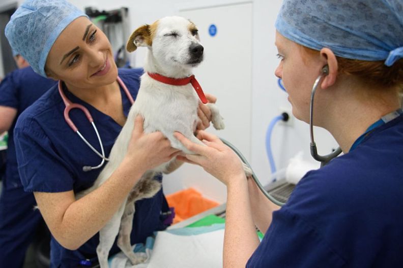 Pet Owners Prioritize Pet Health & Wellness Despite Rising Costs, Survey Shows