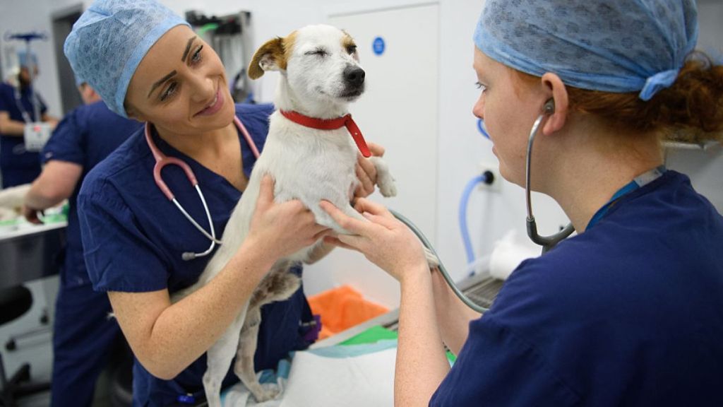 Pet Owners Prioritize Pet Health & Wellness Despite Rising Costs, Survey Shows