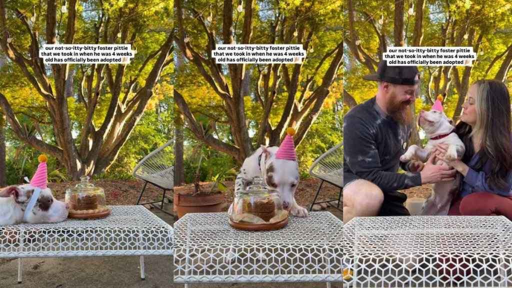 Foster Dog’s Adoption Celebration Gets a Twist You’re Not Ready For