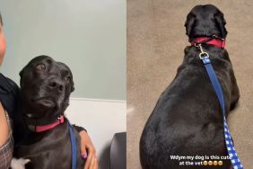 Dog Is ‘Perfect Angel’ at the Vet but Clings to Mom for Comfort When She’s Scared