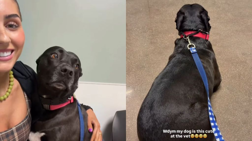 Dog Is ‘Perfect Angel’ at the Vet but Clings to Mom for Comfort When She’s Scared