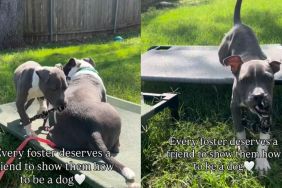 Foster Puppy Has a Friend To Teach Him How To Be a Dog
