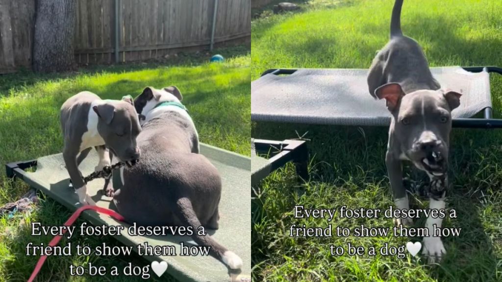 Foster Puppy Has a Friend To Teach Him How To Be a Dog