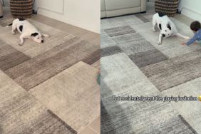 After Toddler Teaches Pit Bull a Trick, It Escalates Into Full-Blown Drama