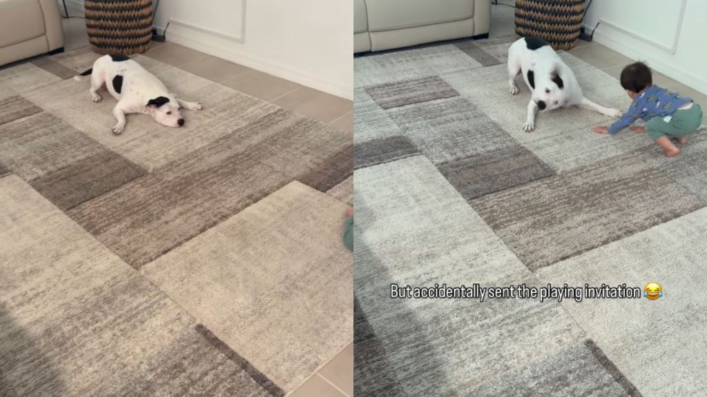After Toddler Teaches Pit Bull a Trick, It Escalates Into Full-Blown Drama
