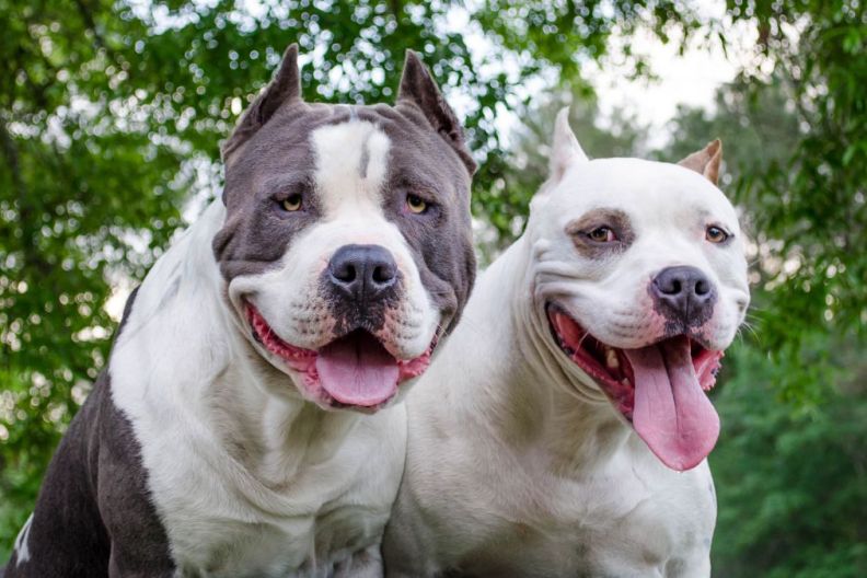 Shelter Dogs up for Adoption Get a Happily Ever After With Fairytale Wedding