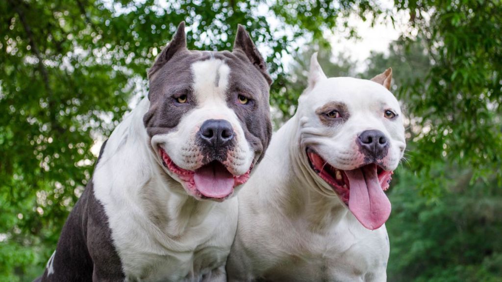 Shelter Dogs up for Adoption Get a Happily Ever After With Fairytale Wedding