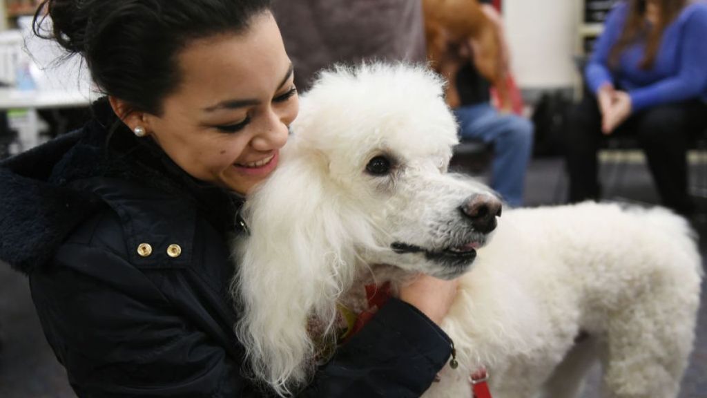 Poodle Part of Expanding Animal-Assisted Therapy Service