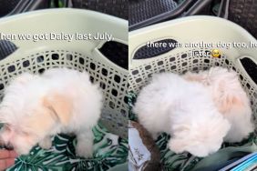 Poodle Is Obsessed With Random Dog at the Park, Unaware They’re Related