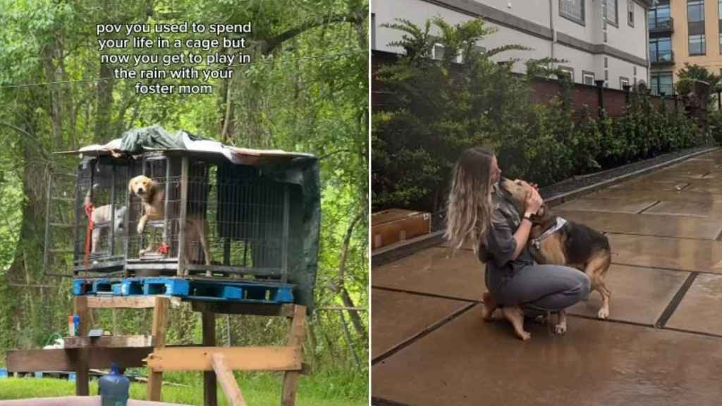 Rescue Dog Spent Most of His Life in a Cage but Now Loves the Outdoors