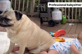 Pug Takes Babysitting Duties Far Too Literally