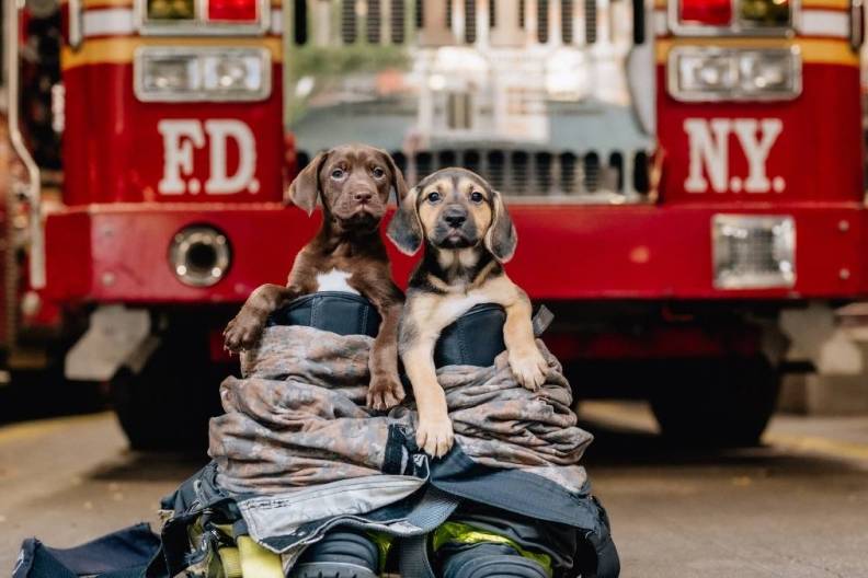 Dogs Rescued From Tennessee House Fire, Check in on Firefighters During Breaks