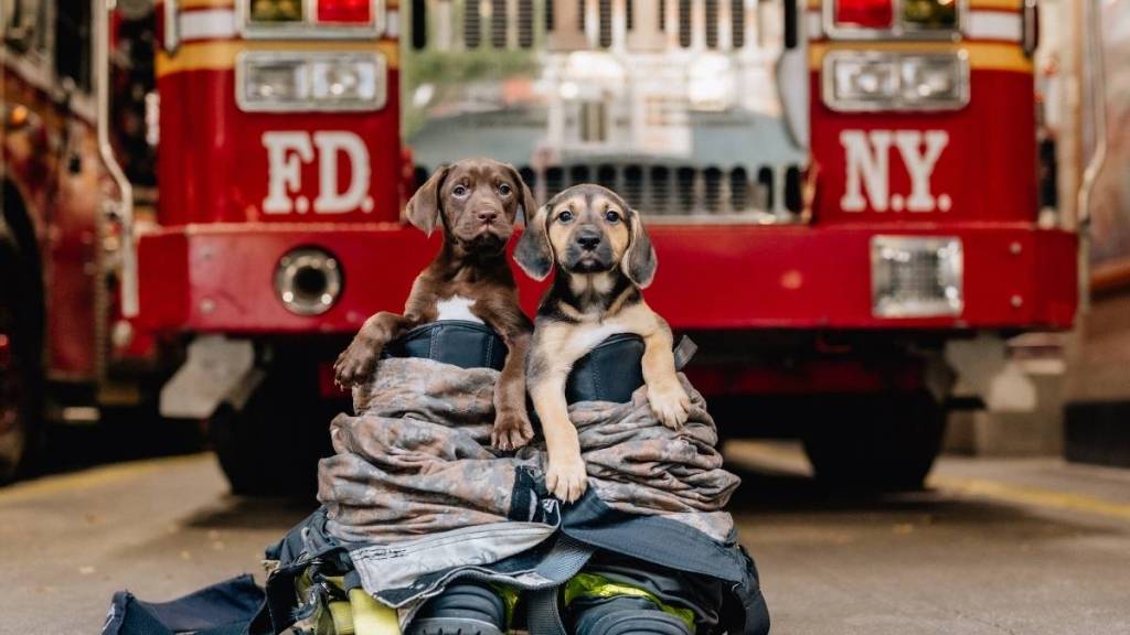 Dogs Rescued From Tennessee House Fire, Check in on Firefighters During Breaks