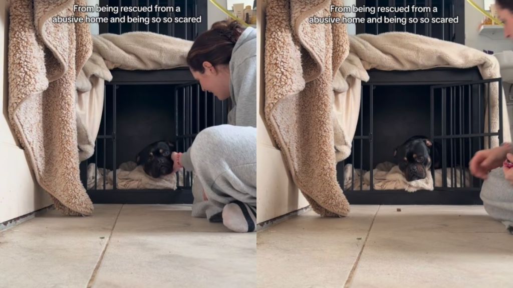 Dog Rescued From Abusive Home Never Has To Look Back Now