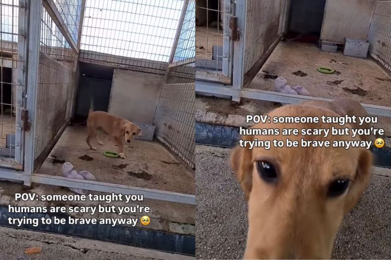 ‘Scared’ Shelter Puppy Tries To Be Brave but Takes a Step Back After Leaving Kennel