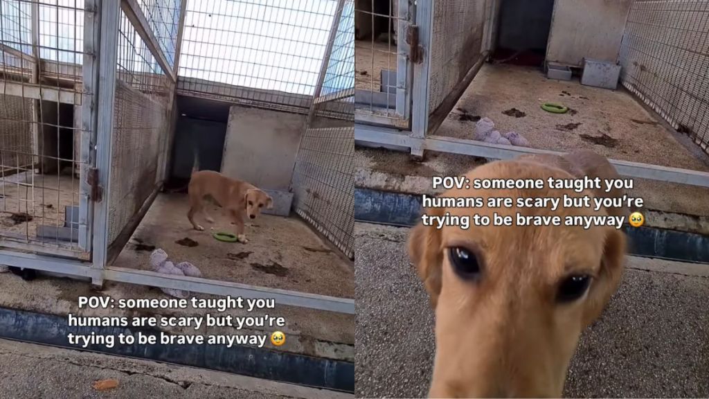 ‘Scared’ Shelter Puppy Tries To Be Brave but Takes a Step Back After Leaving Kennel