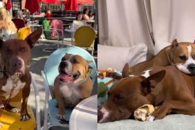 Rescue Dog & Foster Friend's Love Story Culminates in a Wedding