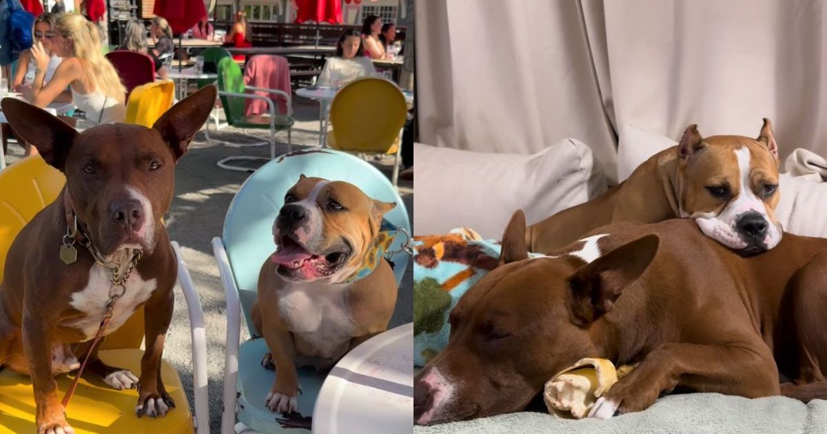 Rescue Dog & Foster Friend's Love Story Culminates in a Wedding